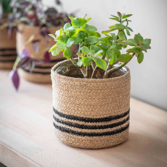 jute planter