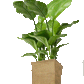 Eco- Friendly Jute Simple Planter / Holder Set of 4